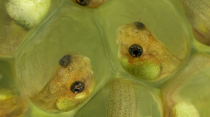 Frog embryos speed-hatch to escape danger 